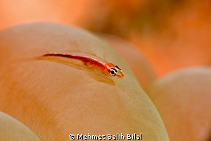 Pink-lined reef Goby. by Mehmet Salih Bilal 